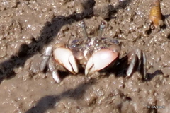 Australoplax tridentata