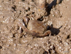 Australoplax tridentata