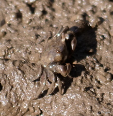 Australoplax tridentata