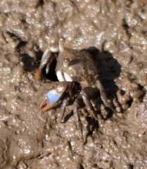 Australoplax tridentata