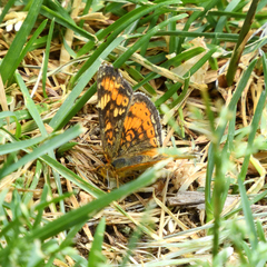 Phyciodes cocyta cocyta