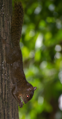 Guianan Squirrel