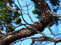 Chlorodrepanis stejnegeri