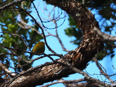 Chlorodrepanis stejnegeri