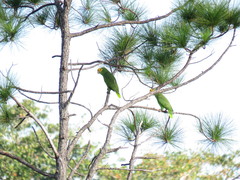 Amazona oratrix belizensis