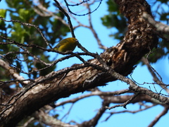 Chlorodrepanis stejnegeri