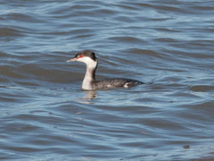 Podiceps auritus