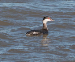 Podiceps auritus