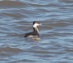 Podiceps auritus