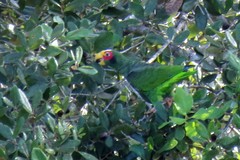 Amazona xantholora