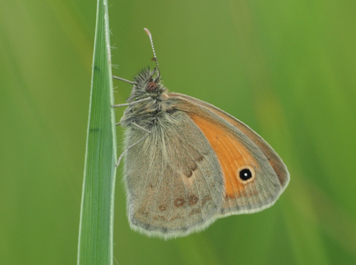 Kleines Wiesenvögelchen