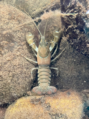 Signal Crayfish, photo 3 of 10