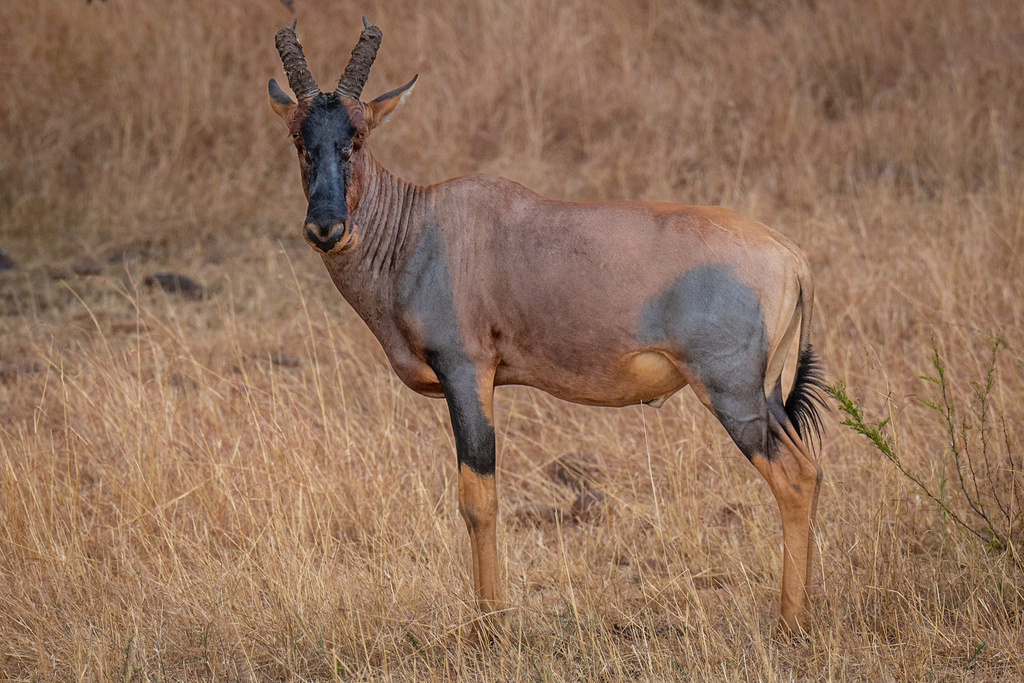 Damaliscus lunatus jimela, Serengeti, Tansania, by dirk_froebel