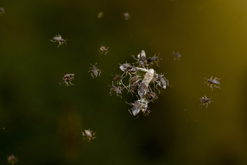 Microvelia leveillei