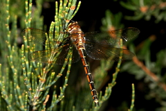 Procordulia jacksoniensis