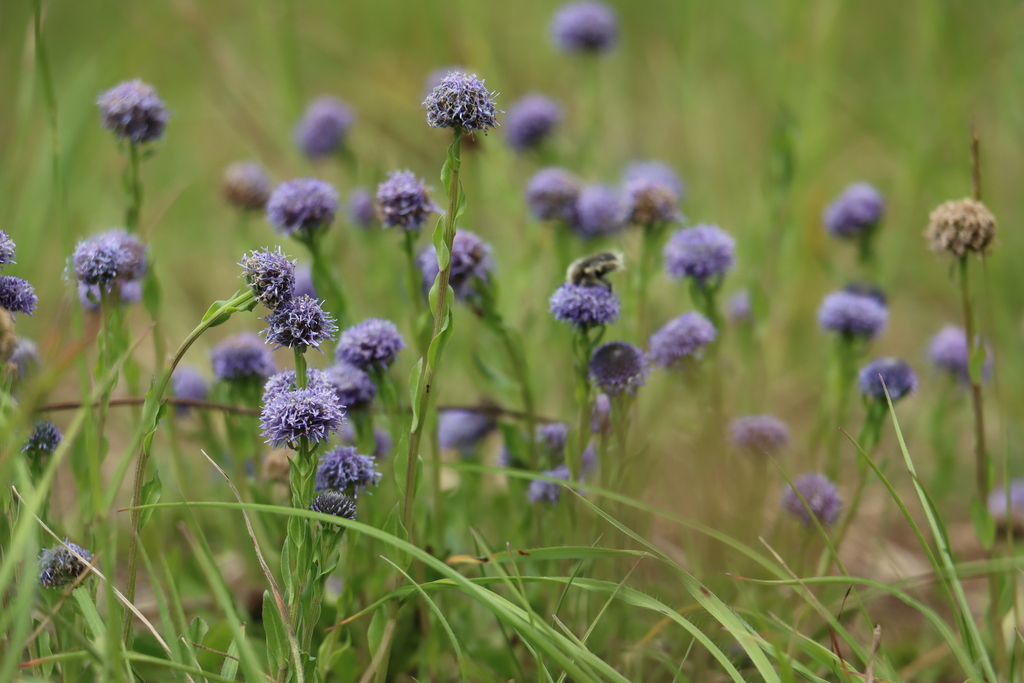 Common Globularia