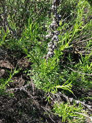 Trichostema lanatum