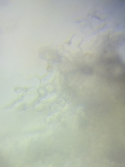 Trichoderma sinuosum