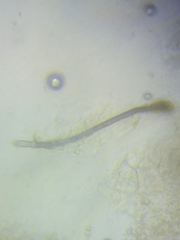 Trichoderma sinuosum