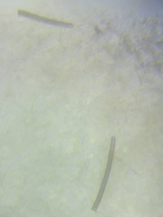 Trichoderma sinuosum