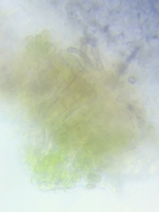 Trichoderma sinuosum