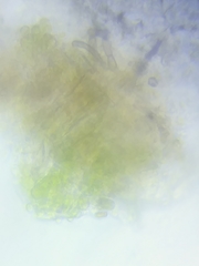 Trichoderma sinuosum