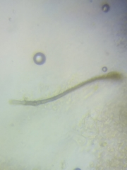 Trichoderma sinuosum