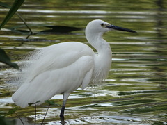 Egretta garzetta