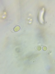 Dacrymyces corticioides