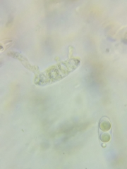 Dacrymyces corticioides