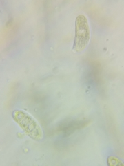 Dacrymyces corticioides