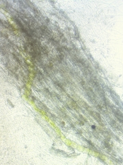 Dacrymyces corticioides