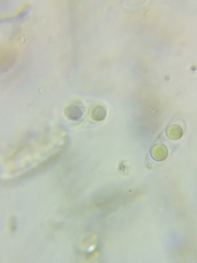 Dacrymyces corticioides