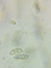 Dacrymyces corticioides