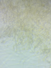 Dacrymyces corticioides