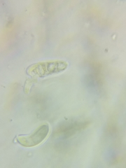 Dacrymyces corticioides