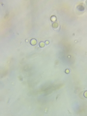 Dacrymyces corticioides