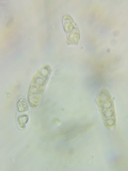 Dacrymyces corticioides