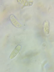 Dacrymyces corticioides