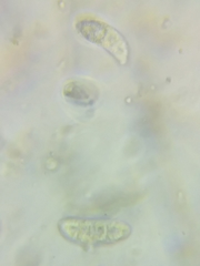 Dacrymyces corticioides