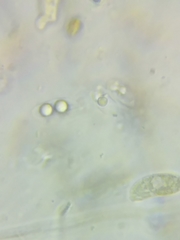 Dacrymyces corticioides