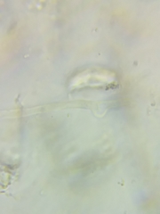 Dacrymyces corticioides