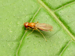 Psila