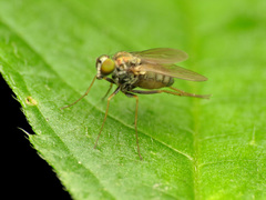 Diaphorinae