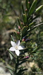 Philotheca queenslandica