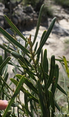 Philotheca queenslandica
