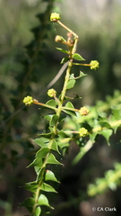 Acacia hubbardiana