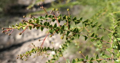 Acacia hubbardiana