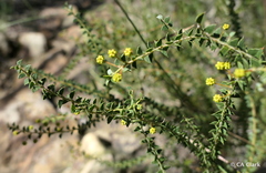 Acacia hubbardiana