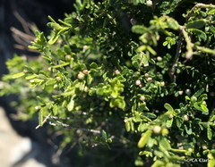 Philotheca difformis